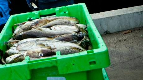 HaV får 26 miljoner för att spåra fisk 
