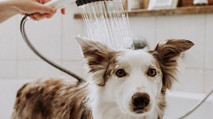 4863-VDS©Hansgrohe-DogShower