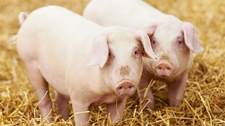 ​​Orkla Foods Sverige välkomnar ny EU-lag om djurhälsa och antibiotika