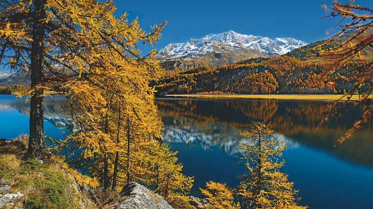 Herbststimmung im Kanton Graubünden mit goldenen Lärchen am linken Ufer des Silvaplanersees 