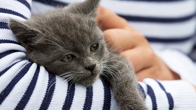 Läkemedelsförgiftning hos katt 