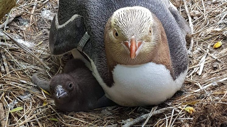 A Yellow-eyed penguin with her chick
