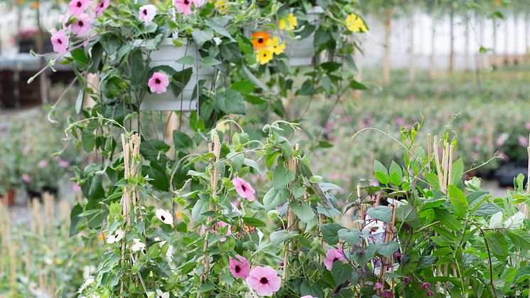 20Årets Sommarblomma 2023 Thunbergia alata Svartöga foto annikasnaturligating