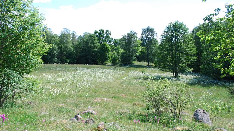 Gullängen. Nytt naturreservat i närheten av Broddetorp, Falköpings kommun.