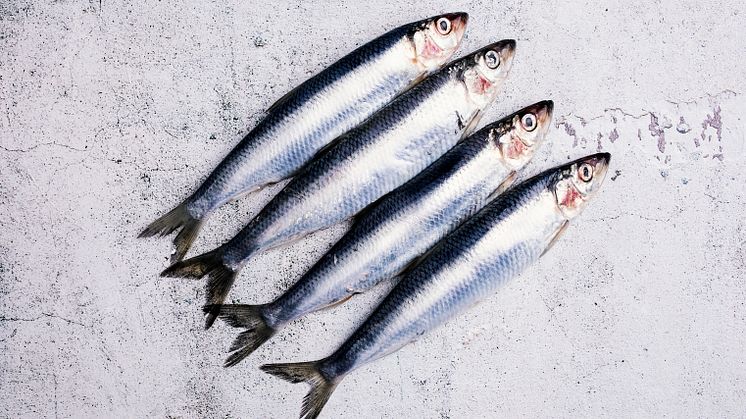 Fiskbranschens kommentar till WWF:s Fiskguiden 2023