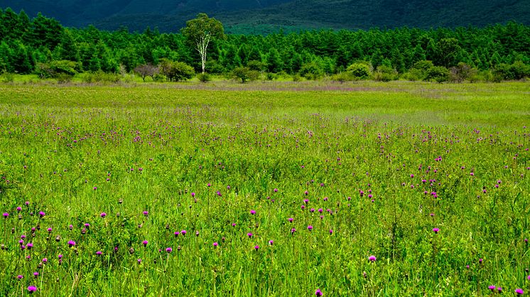 Hiking course of Odashirogahara