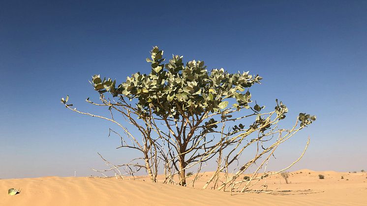 【AALTO BLOG】地球に根を張っていく2020年