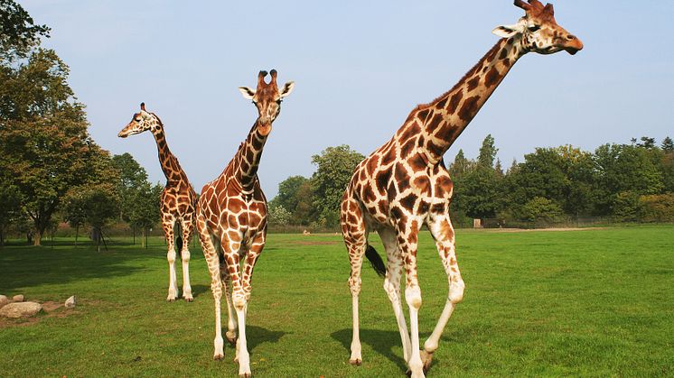 Knuthenborg Safaripark