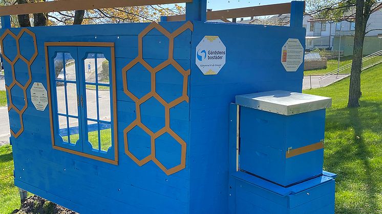 I kupan på Salviagatan i Gårdsten bor 50 000 bin som pollinerar växter och producerar honung.