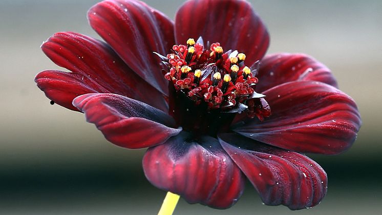 Chokladskära - Blomsterlandet 2023