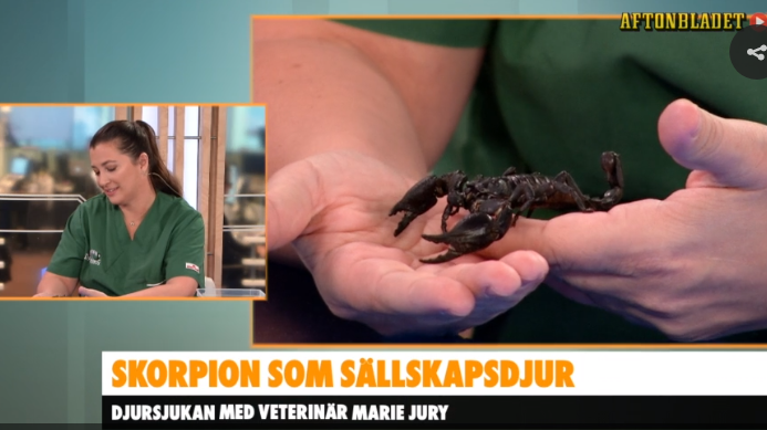 Veterinär Marie Jury - Väsby Djursjukhus tillsammans med skorpionen Gunilla 