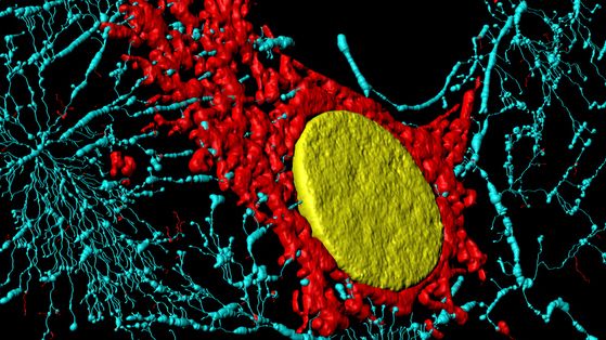 Mitokondrierna är färgade röda, runt cellkärnan som är färgad gul i en bindvävscell. (Wikimedia: Fibroblast)