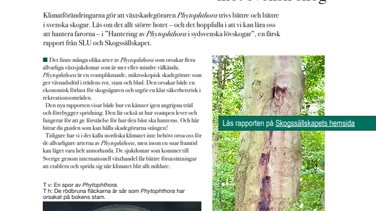 Phytophthora - ett snabbt växande hot mot svensk skog