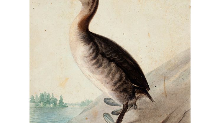 Wilhelm von Wright, Ung svarthakedopping (Young Horned Grebe), 1833. Finnish National Gallery, Ateneum Art Museum,