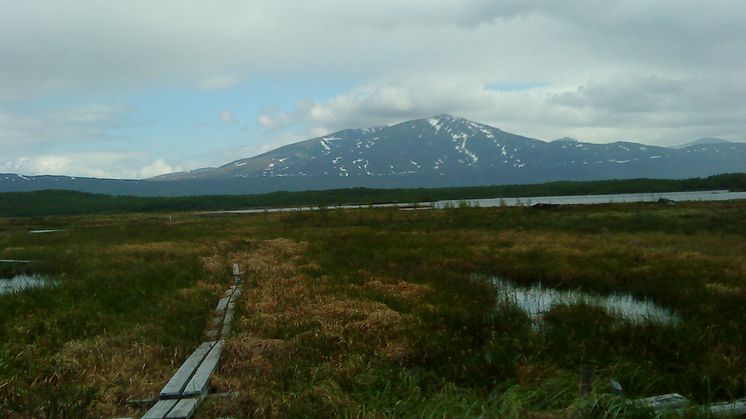Stordalenmyren töar