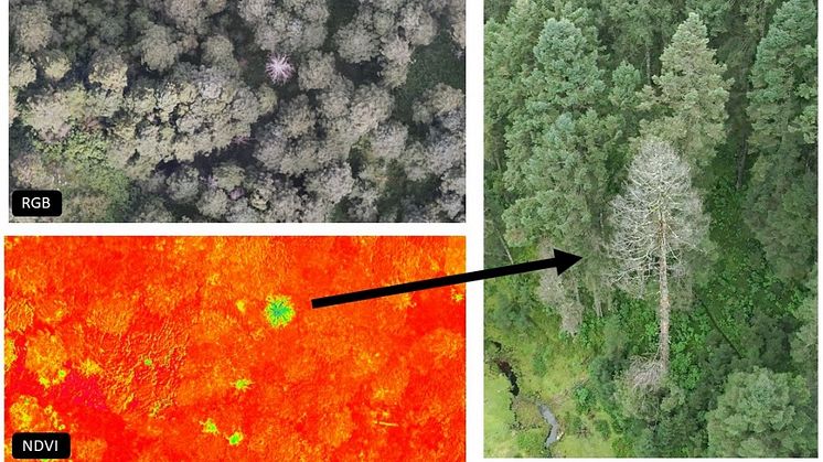 Affected trees are clearly visible with NDVI thanks to the M3M