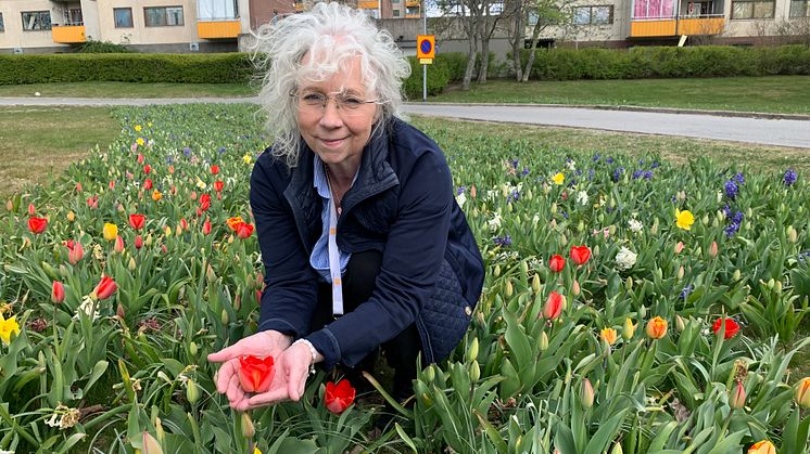 Botkyrkabyggens VD Chris Österlund med tusentals nya blomsterlökar i Fittja våren 2022.
