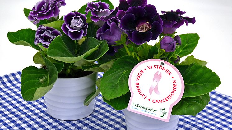 Dagens Rosa Produkt 14 oktober - en Gloxinia från Mäster Grön