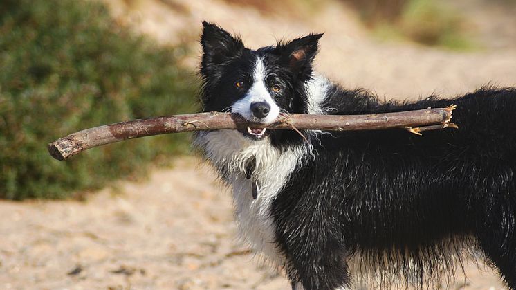 Semester med hund – så reser du hållbart och säkert med hela familjen