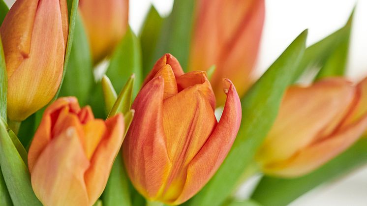 Blomsterlandet_hosttulpan-Mustaschkampen_T20230118