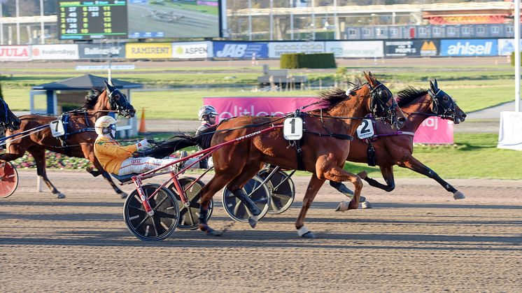 Countess Face störtdyker till seger i sitt uttagningslopp och hinner precis förbi Eli Jet. Foto: Lars Jakobsson. 