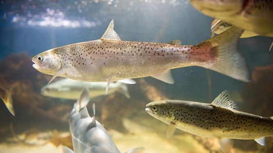 Salmon genome mapped in vast research project