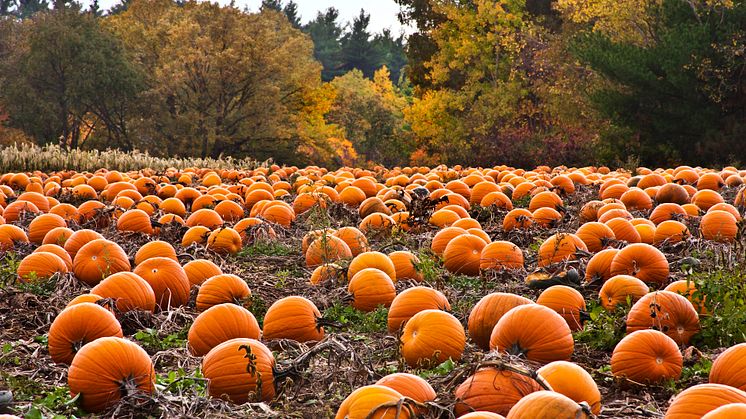 "Pumpkin patch" i USA.