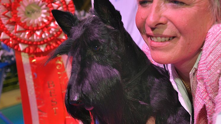 Hög svansföring på MyDOG 2016