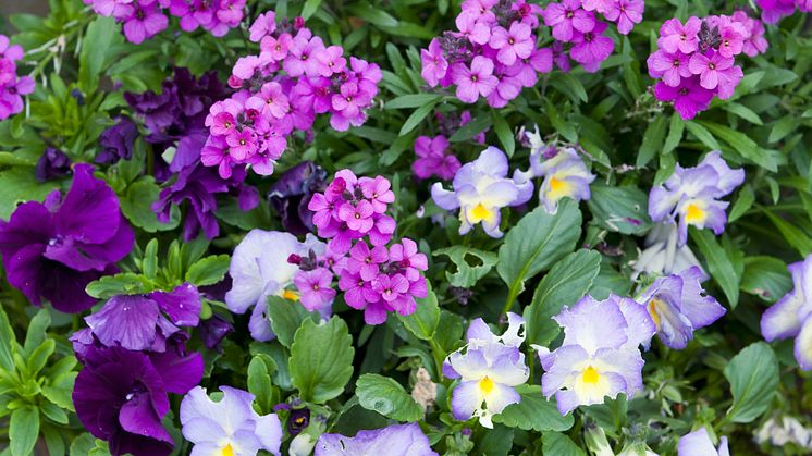 Årets bubblare och andra tåliga vårblommor