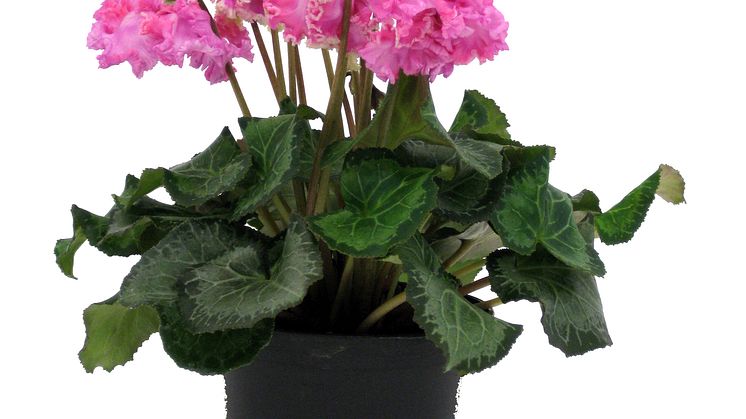 Cyclamen Bellissima