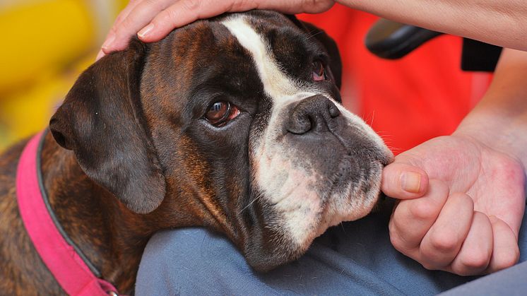 Hilda är Årets sociala tjänstehund 2016