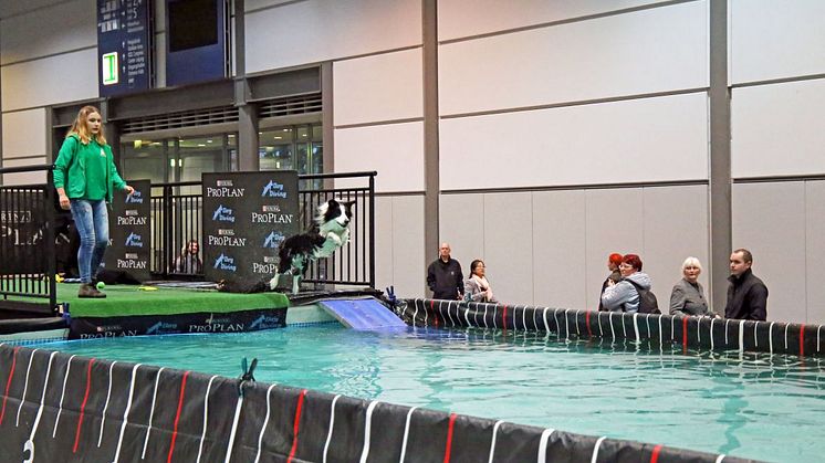 World Dog Show 2017 - Dog Diving