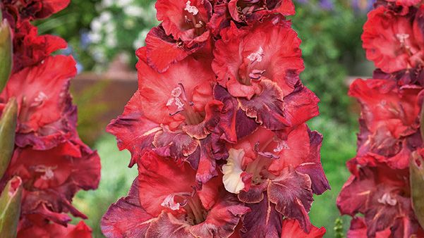 Papegojgladiol 'Doubna' Blomsterlandet 2023