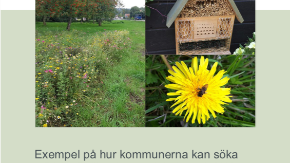 Rapportframsida LONA-projekt pollinering