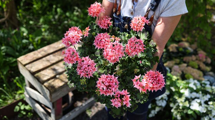 Årets Pelargon 2025 1 Pelargonium Summer Twist Rose foto annikasnaturligating.jpg