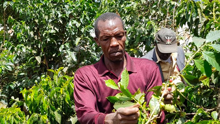 The coffee harvest in Brazil, which accounts for 40 per cent of the world's coffee production, has been hit hard by both frost and drought. While this will present challenges worldwide, it also offers new opportunities, says Löfbergs Group.