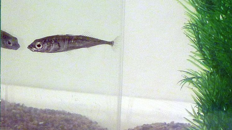 Forskarna studerar hur aggressivt eller socialt fisken av arten storspigg beter sig mot spegelbilden. Foto: Hanne Løvlie