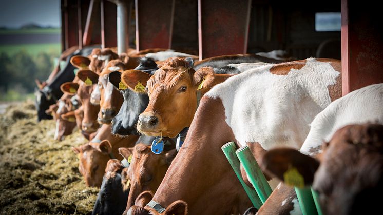 Arla Landwirte entscheiden sich für vollständige Umstellung auf GVO-freie Fütterung 