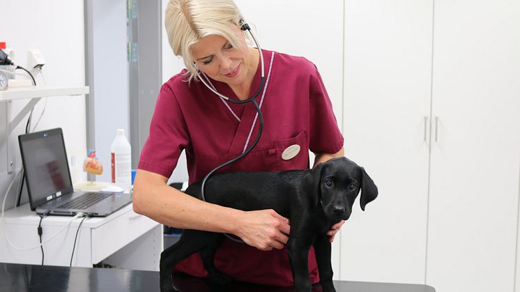 UDS nya hjärtspecialist Ingrid Ljungvall undersöker en labradorvalp
