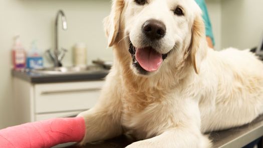 Försäkra din hund rätt!