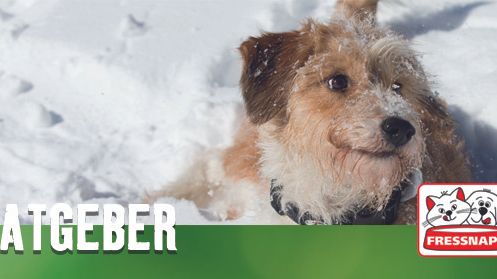 Fressnapf-Tierratgeber 01/2019:Hundesenioren im Winter