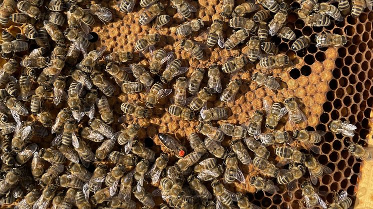 Bienenkästen_Ponholz_3