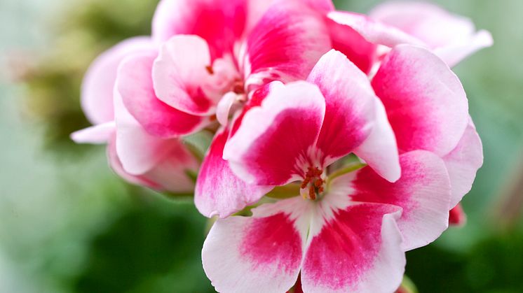 Årets pelargon – 2014 - En riktig pralin bland sina pelargonkompisar!