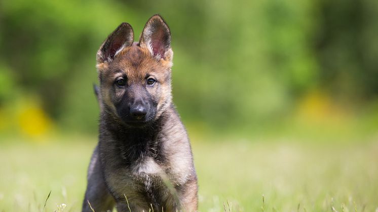 Lär dig mer om saker som fästingar, bett, stick och paddor för att skydda din hund.  