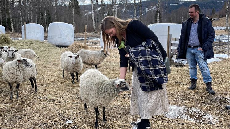 Kristina Lundberg (C), kommunstyrelsens ordförande i Sunne och Tobias Eriksson (S),  kommunstyrelsens 1:e vice ordförande, besöker företaget Isunne som har får och odlar grönsaker och honung. 