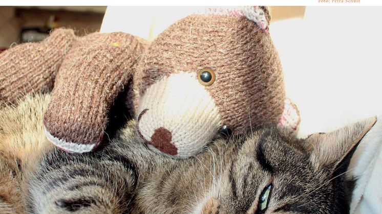Bärenherz-Kalender 2015: Jeder Monat präsentiert bunte Strickbärchen in Aktion