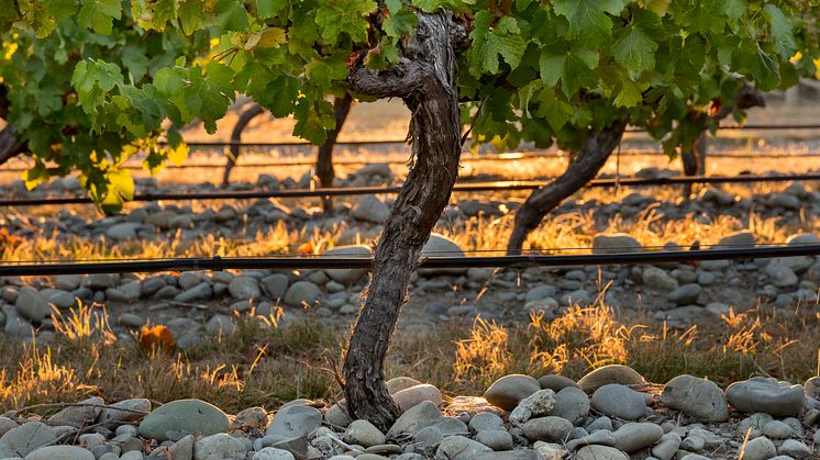 STONELEIGH LANSERER SIN SPARKLING MARLBOROUGH SAUVIGNON BLANC LAUNCH HOS VINMONOPOLET I MAI