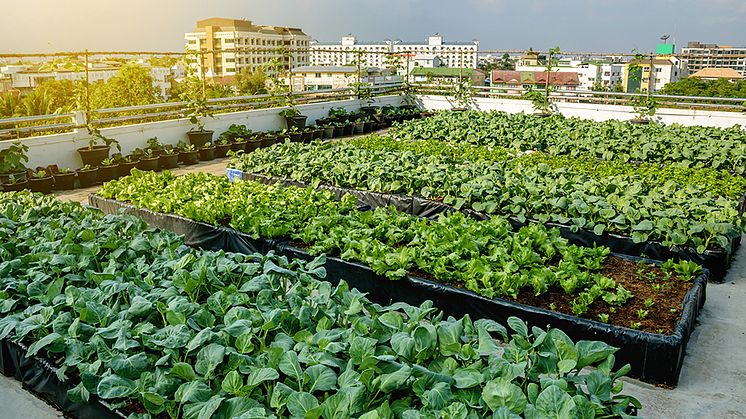 Städer kan producera mer mat genom cirkulära system