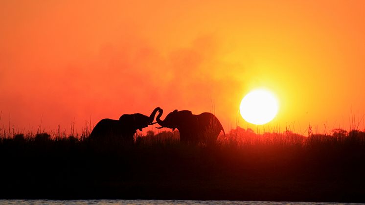 Sunway Botswana Chobe elephants sunset Henry Bell