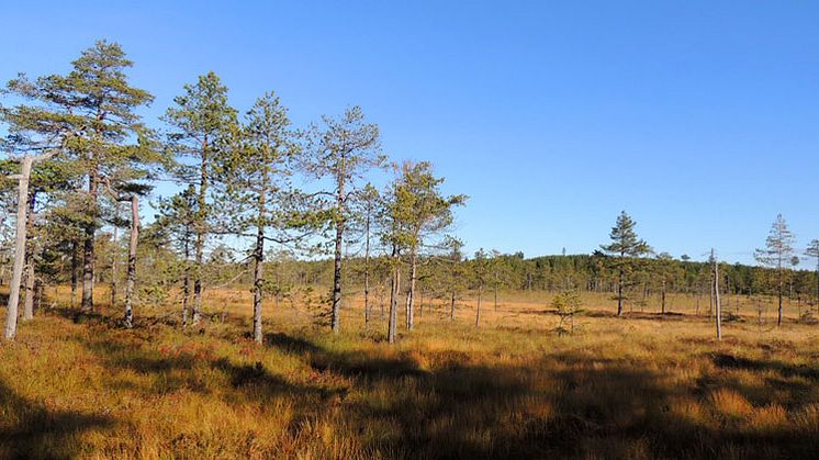 Spjärshällen, ett av de tre nya naturreservaten i Dalarna. Foto: Maria Blomqvist, Länsstyrelsen i Dalarnas län.